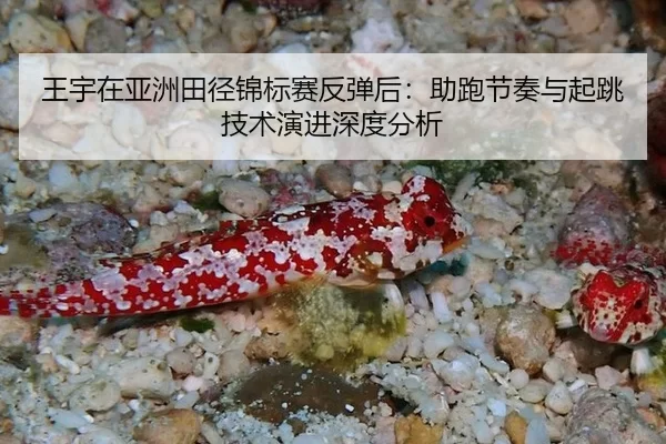 王宇在亚洲田径锦标赛反弹后：助跑节奏与起跳技术演进深度分析